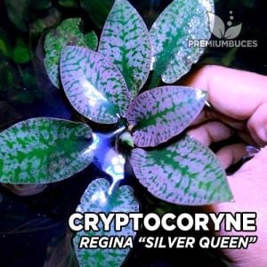 Cryptocoryne regina/silverqueen ADET - ÖN SİPARİŞ