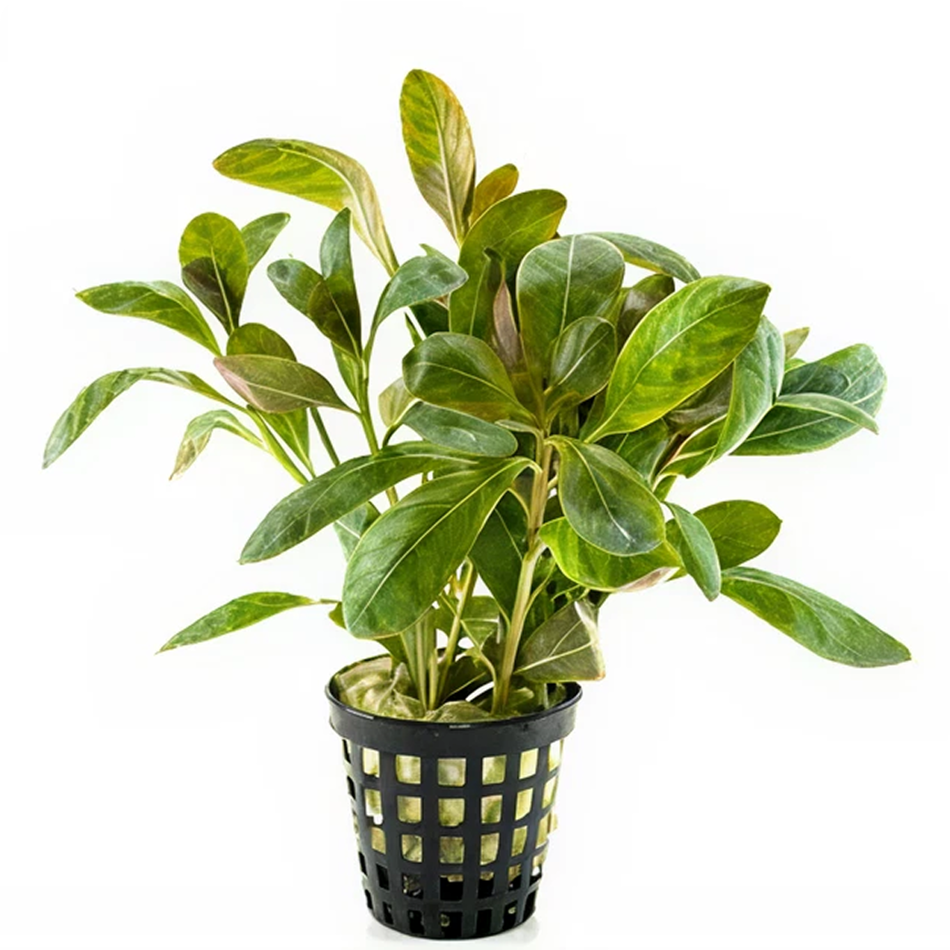 Test ürünüdür. Silmeyiniz ve satın almayınız.Test ürünüdür. Silmeyiniz ve satın almayınız.