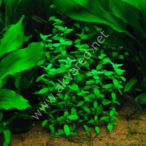 Bacopa madagascariensis EXVITRO