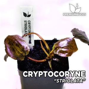 Cryptocoryne striolata ADET - ÖN SİPARİŞ