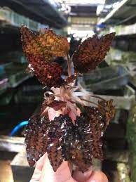 Cryptocoryne striolata ADET - ÖN SİPARİŞ