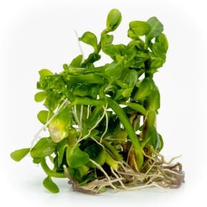 Bacopa madagascariensis EXVITRO