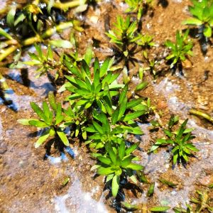 Ludwigia pantanal İTHAL BUKET ÖN SİPARİŞ