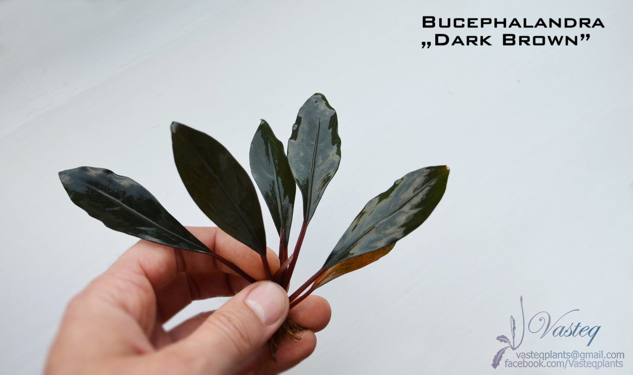 Bucephalandra dark brown 10x10cm PORSIYON - ÖN SİPARİŞ