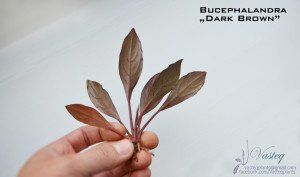 Bucephalandra dark brown 10x10cm PORSIYON - ÖN SİPARİŞ
