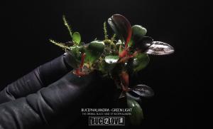Bucephalandra light green 10x10cm PORSIYON - ÖN SİPARİŞ