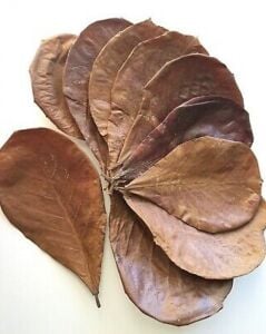 Catappa Yaprağı 10'lu Paket (M) Orta Boy 13-15 cm