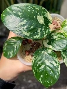 Anubias var. KING ADET - ÖN SİPARİŞ