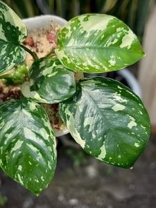 Anubias var. KING ADET - ÖN SİPARİŞ