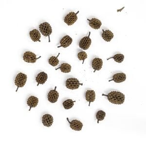 Casuarina Kozalağı 25li Paket