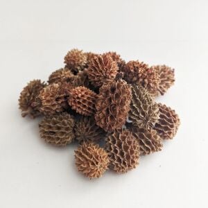 Casuarina Kozalağı 25li Paket İTHAL