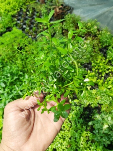 Bacopa monnieri İTHAL BUKET ÖN SİPARİŞ
