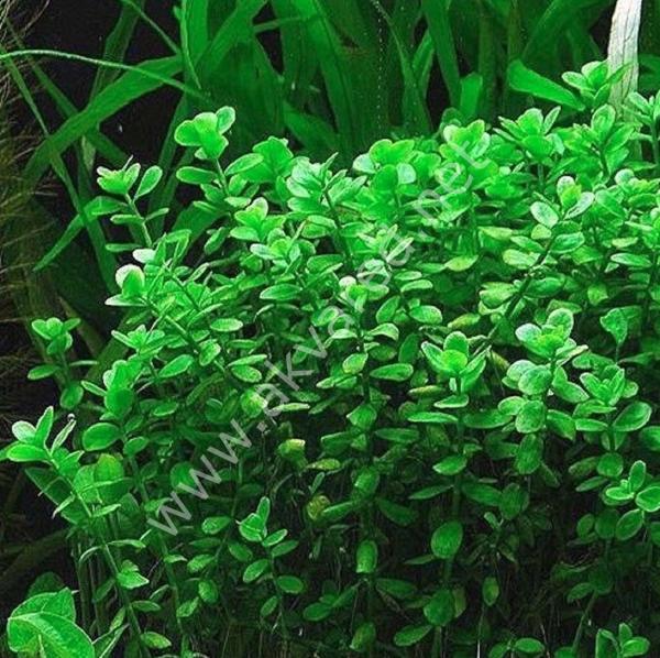 Bacopa monnieri BUKET İTHAL