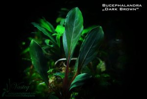 Bucephalandra dark brown ADET - ÖN SİPARİŞ