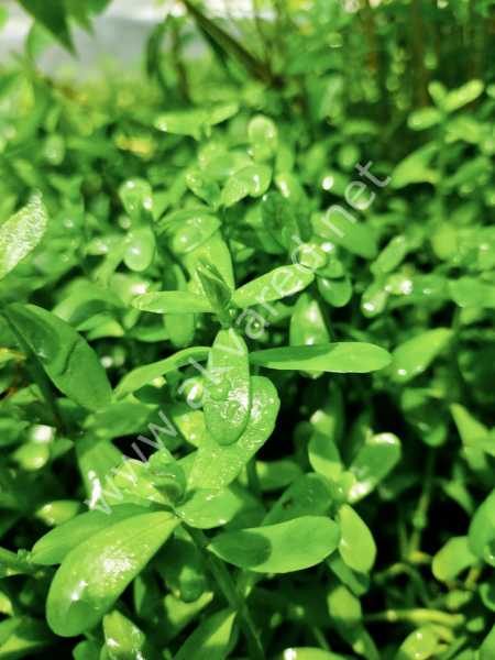Bacopa monnieri ADET