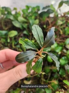 Bucephalandra peacock ADET