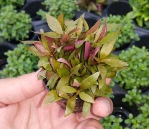 Alternanthera reineckii mini IN VITRO CUP