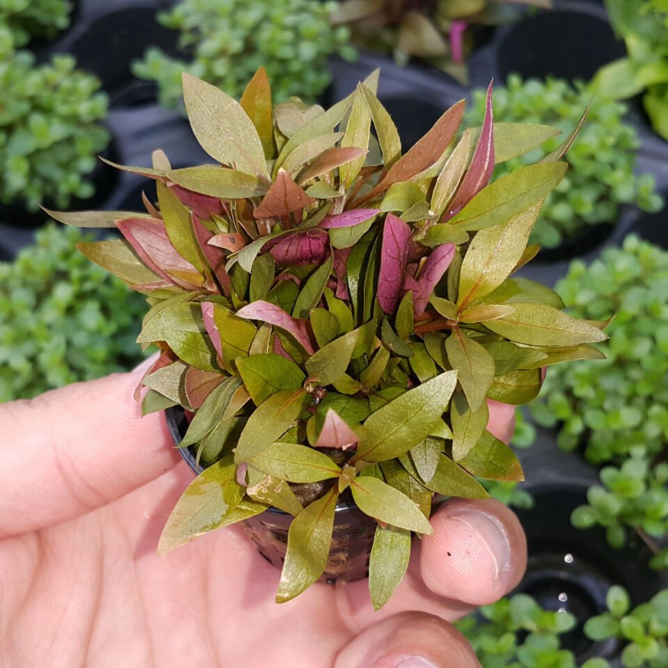 Alternanthera reineckii Mini IN VITRO