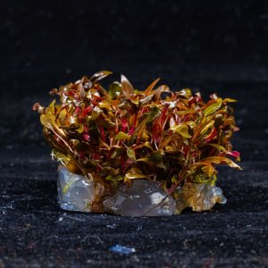Alternanthera reineckii mini IN VITRO CUP