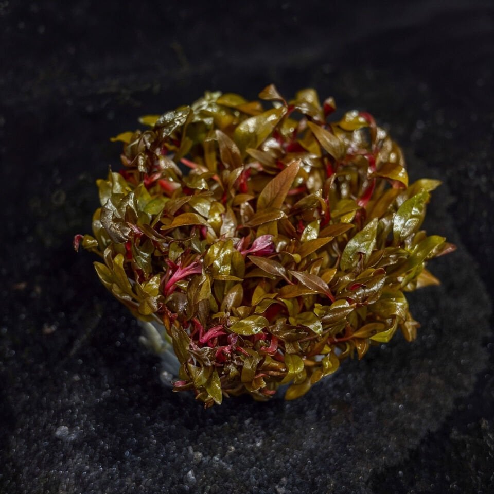 Alternanthera reineckii Mini IN VITRO