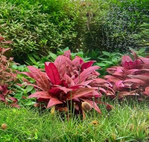 Alternanthera reineckii mini IN VITRO CUP
