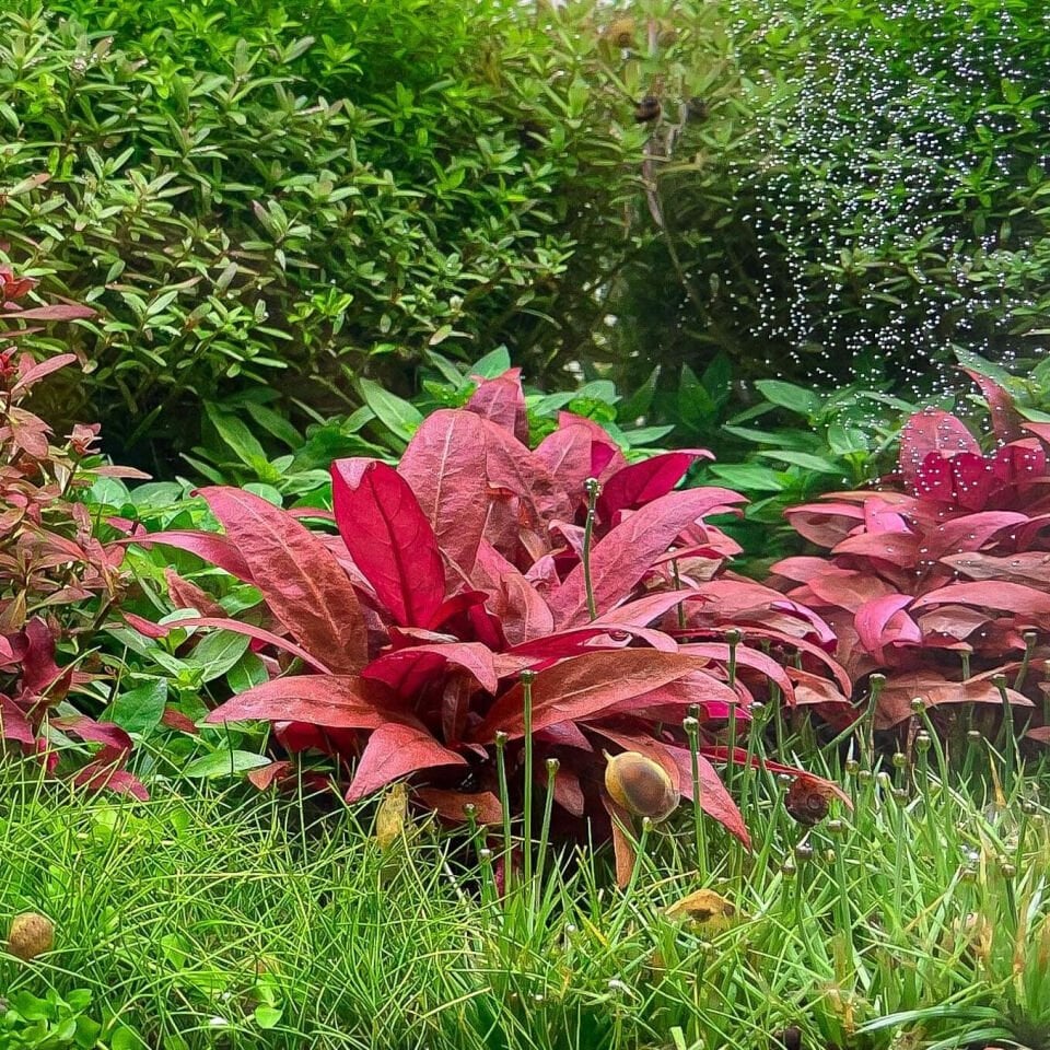 Alternanthera reineckii mini akvaryum içi