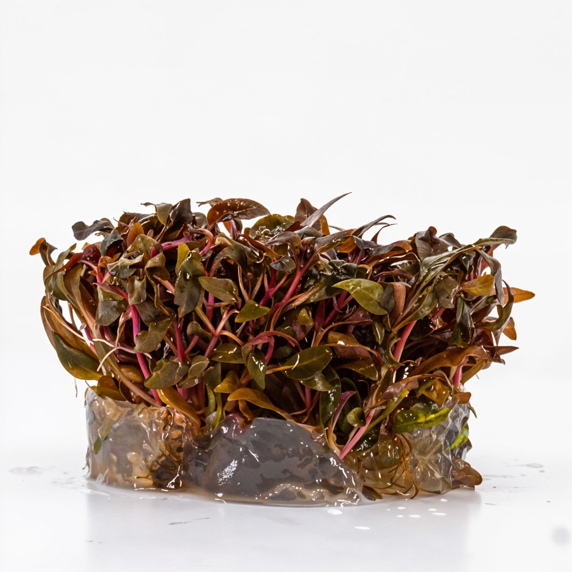 Alternanthera reineckii Mini IN VITRO