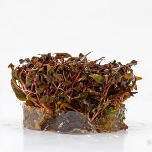 Alternanthera reineckii mini IN VITRO CUP