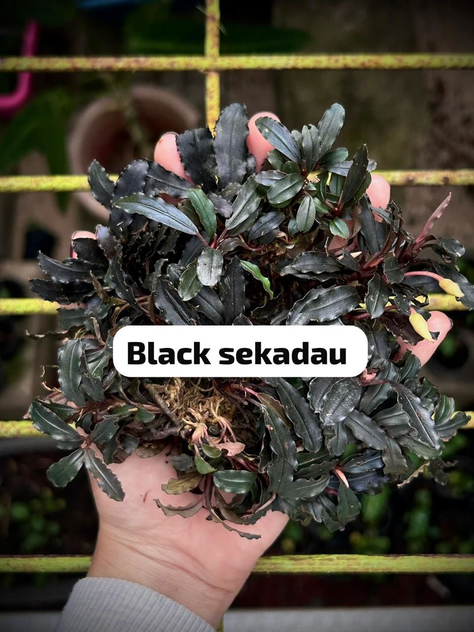 Bucephalandra black sekadau 10X10CM PORSİYON ÖN SİPARİŞ