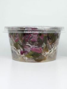 Alternanthera reineckii mini IN VITRO CUP