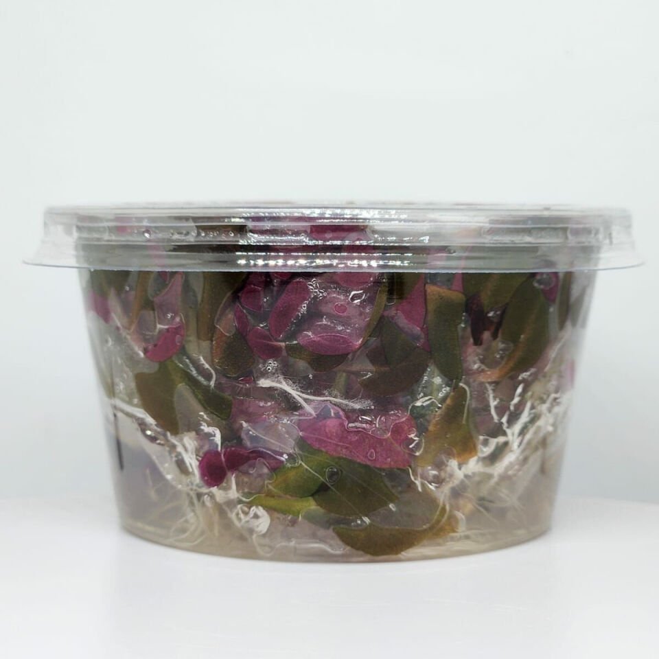 Alternanthera reineckii Mini IN VITRO