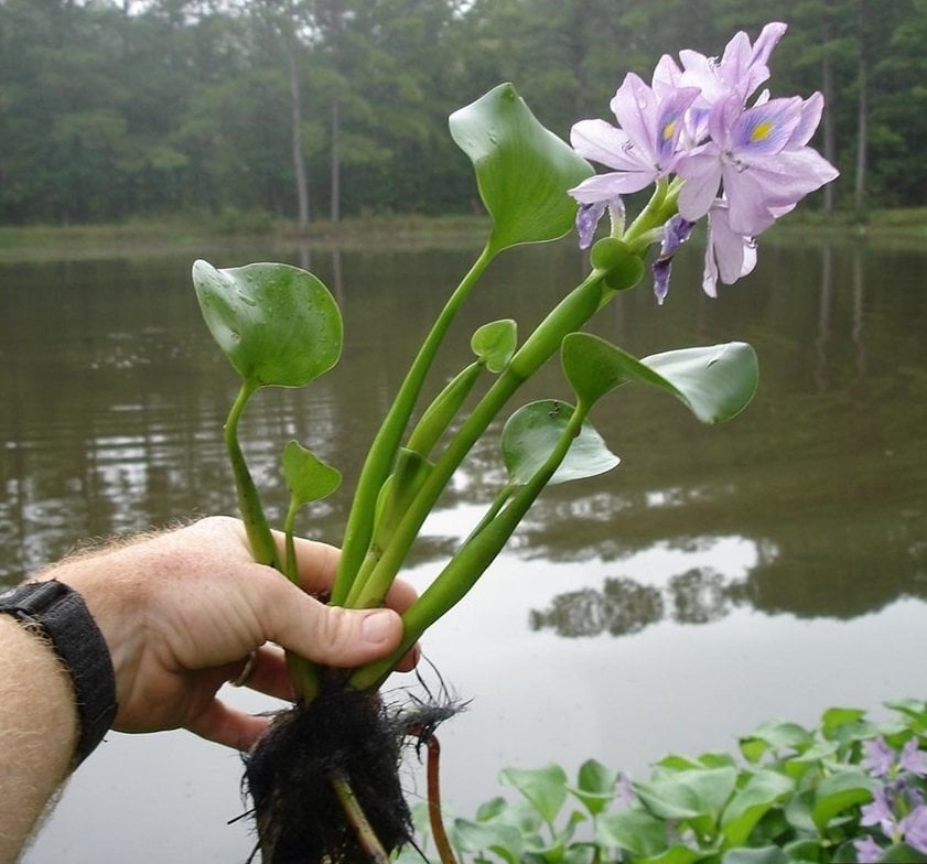 Eichhornia crassipes (Su Sümbülü) S BOY ADET