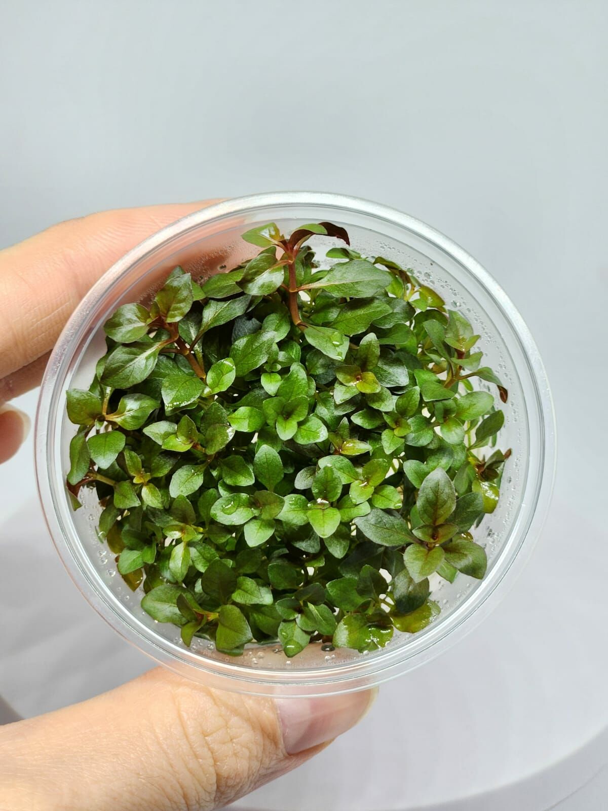 Ludwigia diamond IN VITRO CUP