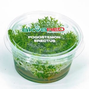 Pogostemon erectus IN VITRO CUP