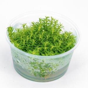 Pogostemon erectus IN VITRO CUP