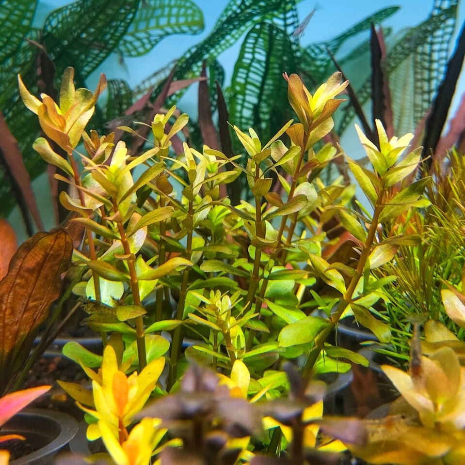 Rotala yao yai BUKET 