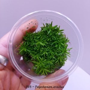Pogostemon erectus IN VITRO CUP