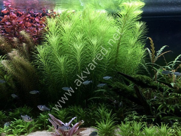 Pogostemon erectus IN VITRO CUP