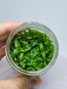 Staurogyne porto velho IN VITRO JAR (KAVANOZ)