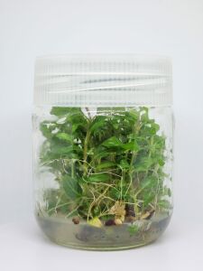 Staurogyne porto velho IN VITRO JAR (KAVANOZ)