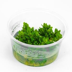 Ammannia / Rotala bonsai IN VITRO CUP