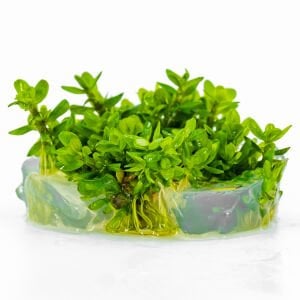 Ammannia / Rotala bonsai IN VITRO