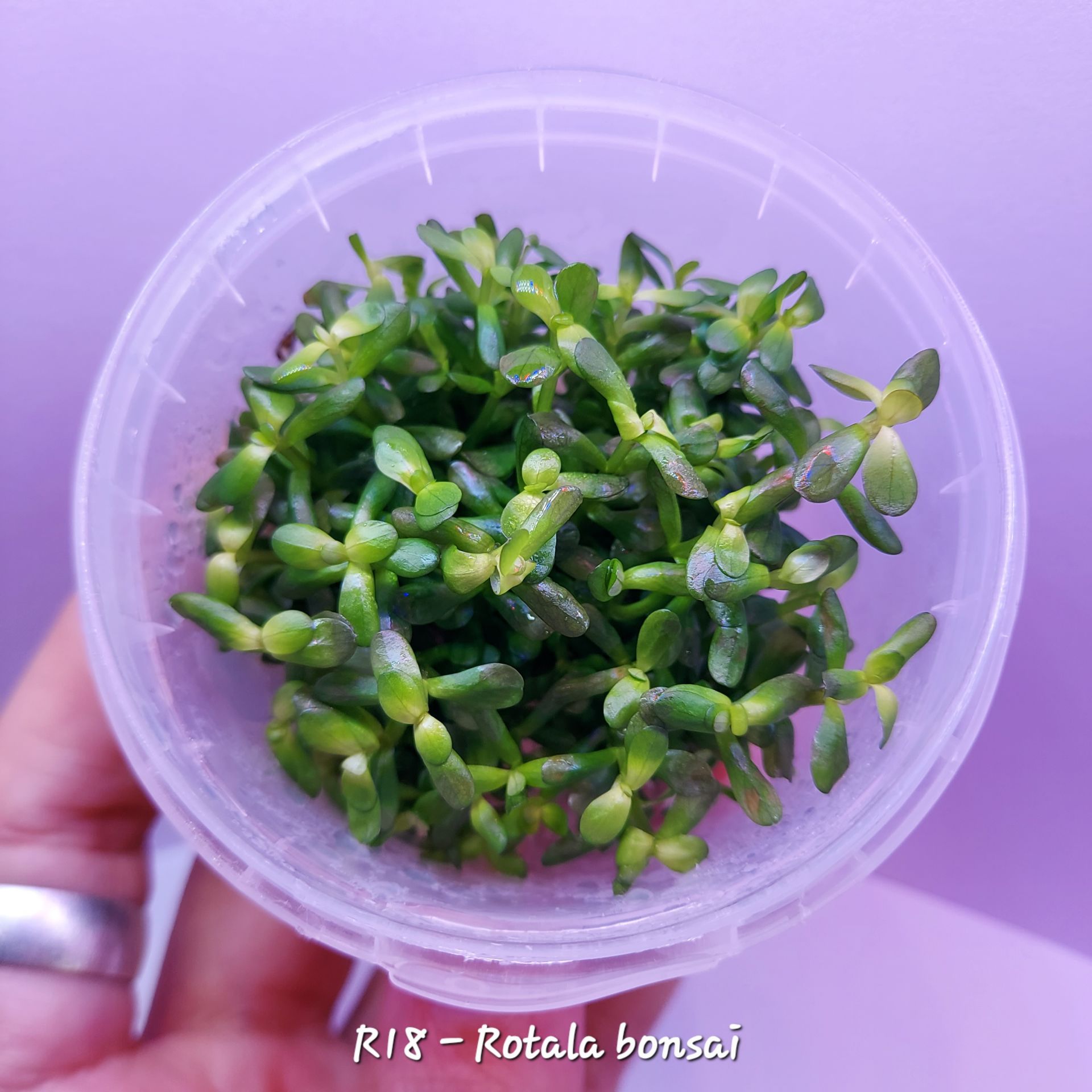Ammannia / Rotala bonsai IN VITRO CUP