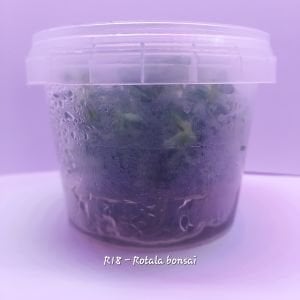 Ammannia / Rotala bonsai IN VITRO CUP