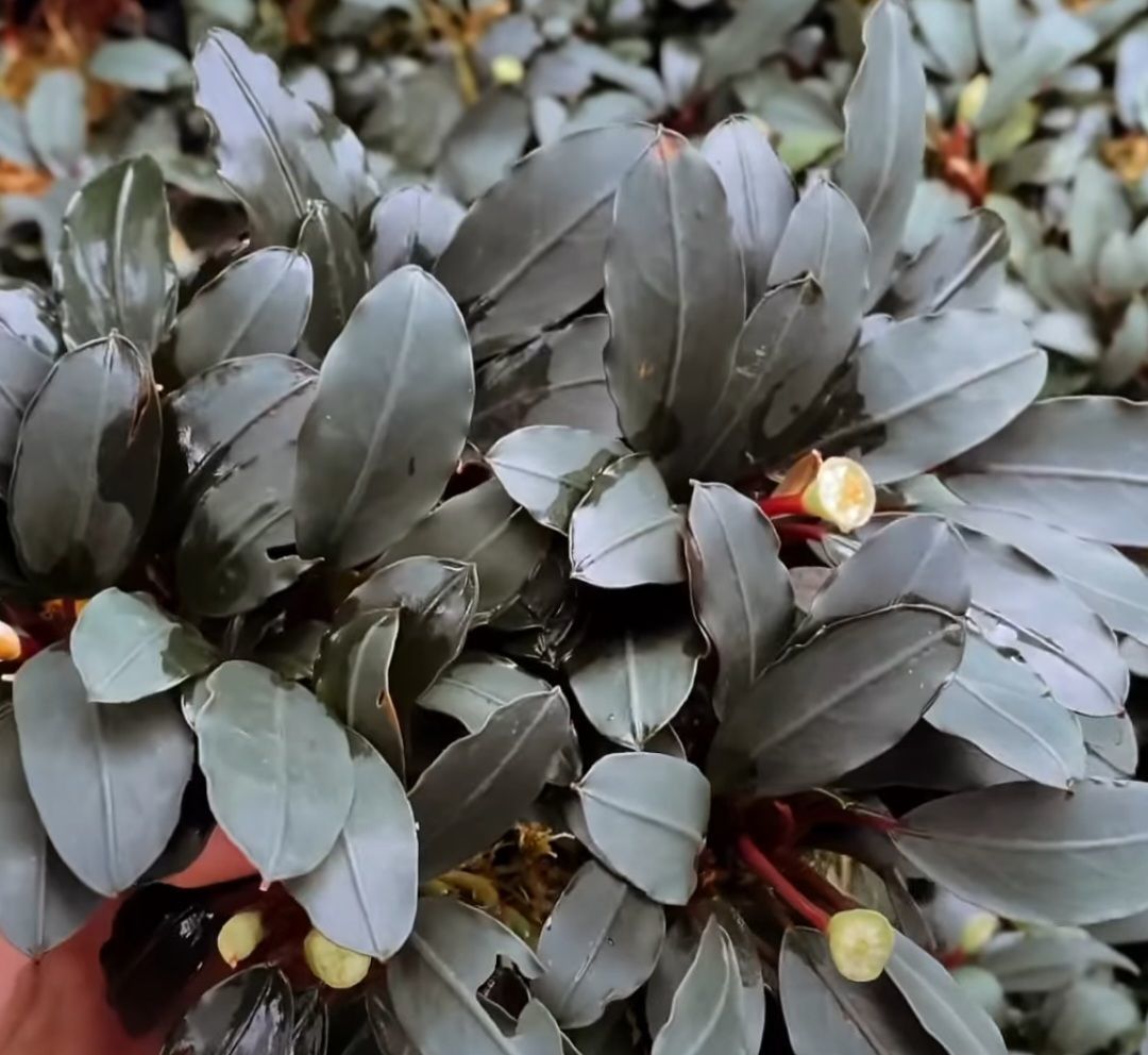 水草 JJJJJ Bucephalandra.immortal darkness Akvared - Bucephalandra dark emerald