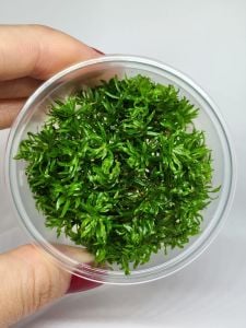 Didiplis diandra IN VITRO CUP