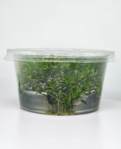 Didiplis diandra IN VITRO CUP