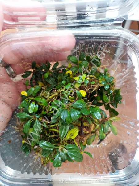 Bucephalandra brownie blue ADET - ÖN SİPARİŞ