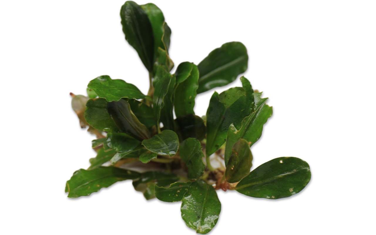 Bucephalandra hermes ADET