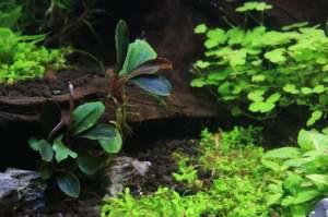 Bucephalandra hermes ADET